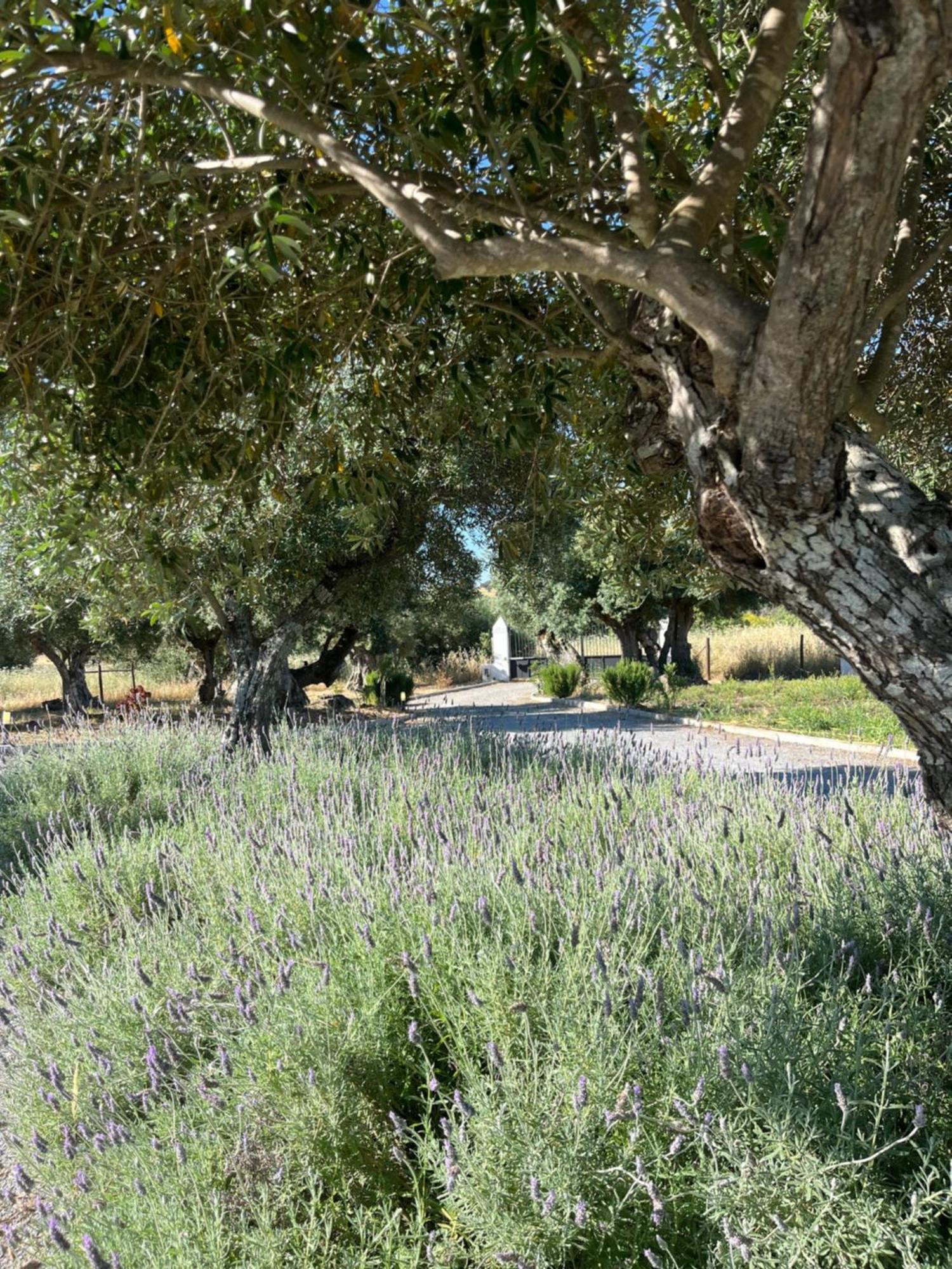 蒙萨拉什Monte De Santa Maria别墅 外观 照片